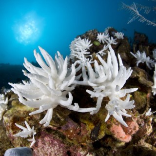 Και οι ωκεανοί «ασθενούν» εξαιτίας της υπερθέρμανσης του πλανήτη, προειδοποιούν οι επιστήμονες