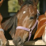 Και τα άλογα μπορούν να επικοινωνήσουν με τους ανθρώπους μέσω συμβόλων!