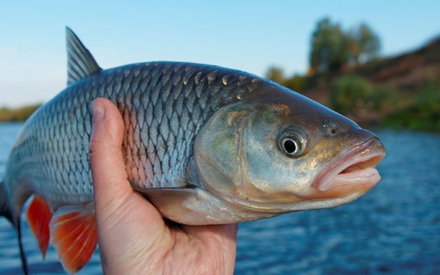 Ένα στα πέντε ψάρια δεν είναι αυτό που νομίζουν ότι αγοράζουν οι καταναλωτές
