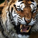 Οι άνθρωποι αλληλοσκοτώνονται πολύ συχνότερα από τις τίγρεις