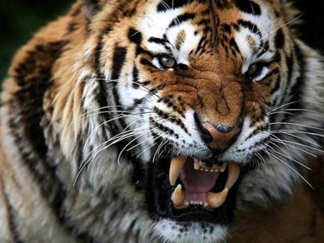 Οι άνθρωποι αλληλοσκοτώνονται πολύ συχνότερα από τις τίγρεις