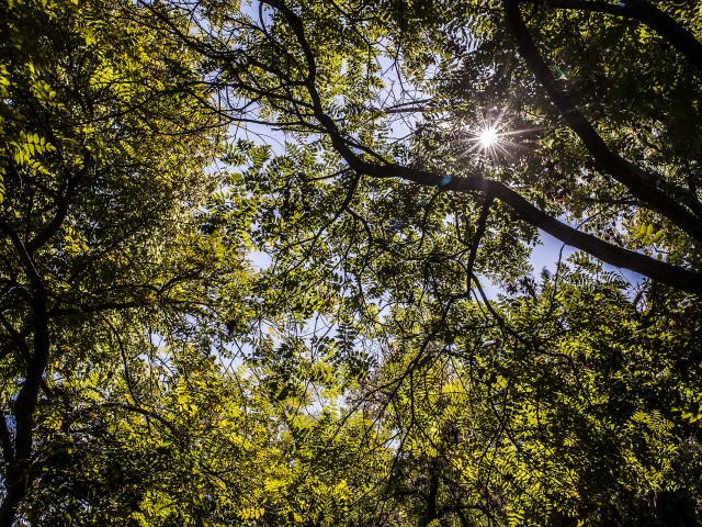 Γνώριζες πως στην Ιερά Οδό ανθίζουν μανόλιες και γιγαντιαία νούφαρα;