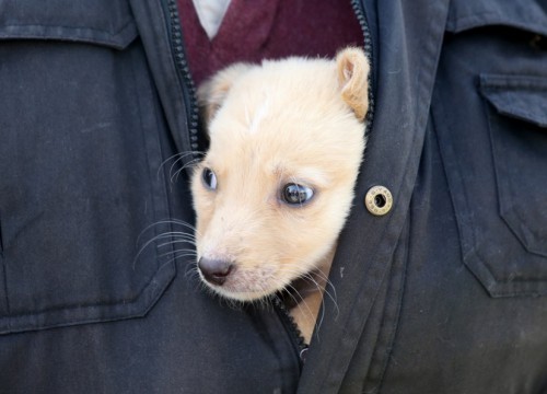 Γιατί αναβλήθηκε αναγκαστικά η Ημέρα Υιοθεσίας; Ποιός ο ρόλος του Υπουργείου Αγροτικής Ανάπτυξης και Τροφίμων;