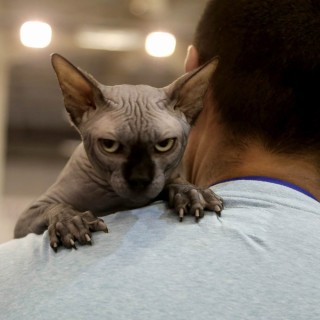 Κατοικίδια Εν Δράσει