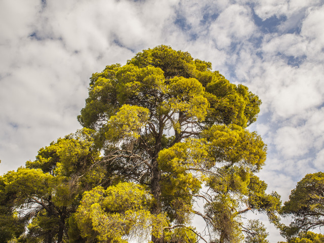 Ποιο δάσος της Αττικής κρύβει ένα γοτθικού ρυθμού κτίριο του 19ου αιώνα;