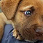 Ο σκύλος σας νοιάζεται για εσάς