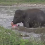 Αυτός ο ελέφαντας νομίζει ότι ένας άνθρωπος κινδυνεύει και σπεύδει να… τον βοηθήσει!