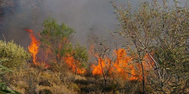 «Στάχτη» έγιναν περισσότερα από 300.000 στρέμματα το 2016
