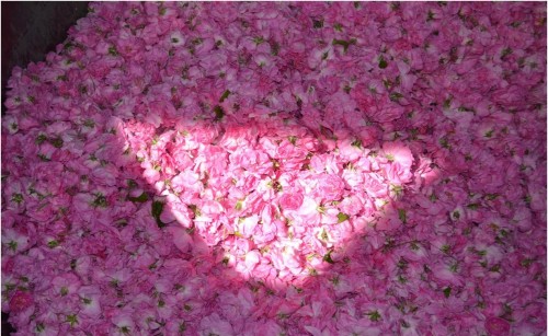 Ευεργετικές για την υγεία υπερτροφές από εκχυλίσματα αρωματικών φυτών. Περιζήτητο στις διεθνείς αγορές το ροδέλαιο Κοζάνης.