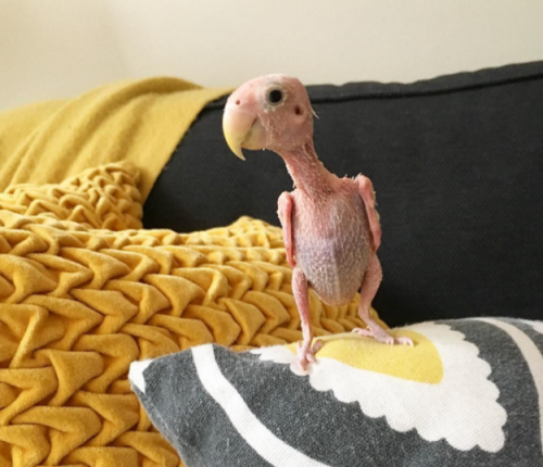 Αυτό το γυμνό πουλί έχει γίνει viral!