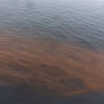 Γιατί βάφτηκαν κόκκινα τα νερά του Θερμαϊκού;