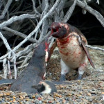 Σαν ερωτευμένοι πιγκουίνοι. Ή όχι και τόσο.