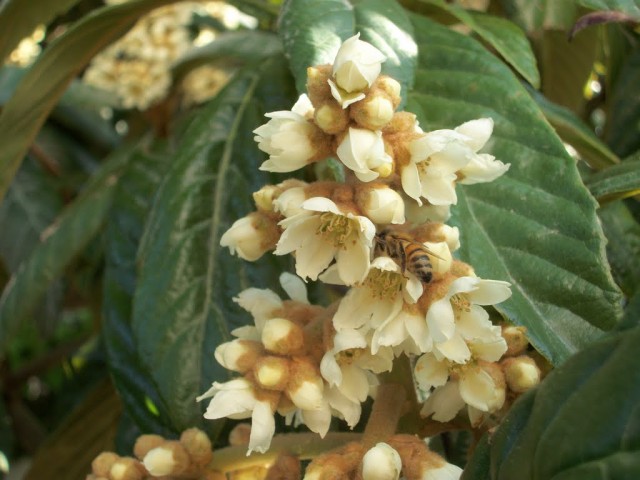 Ανθίζει και καρπίζει μέσα στο χειμώνα!