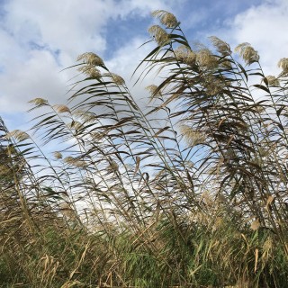 Πίσω από τις καλαμιές…