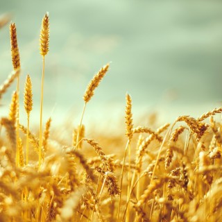 Στάχυ, του Ιάσονα Ιωαννίδη