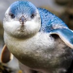 Γιατί μικροσκοπικοί μπλε πιγκουίνοι απέκτησαν δική τους υπόγεια διάβαση;