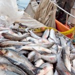 Το 93% των αλιευμάτων της Μεσογείου απειλείται από την υπεραλίευση σύμφωνα με το WWF