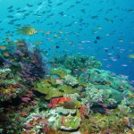 Ένας Αυστραλός βούτηξε στη θάλασσα για να μην πληρώσει τον  λογαριασμό