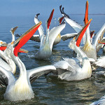 Διάλεξη στο Μέγαρο Μουσικής Θεσσαλονίκης με θέμα τη Βιοποικιλότητα