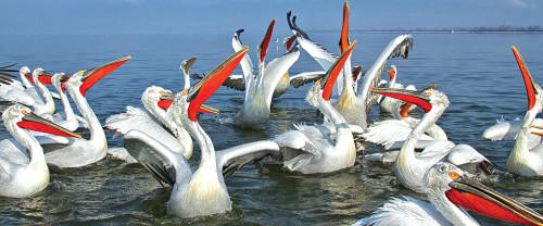 Διάλεξη στο Μέγαρο Μουσικής Θεσσαλονίκης με θέμα τη Βιοποικιλότητα