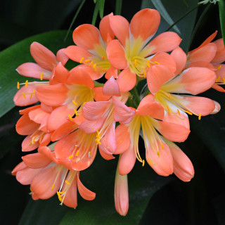 Ο ντενεκές και η Αμαρυλλίς