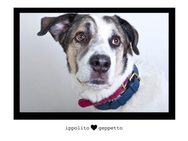 O Geppetto δεν σμηλεύει τον Pinocchio αλλά γαβγίζει