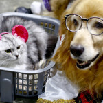 Οι γάτες μπορεί τελικά να είναι τόσο έξυπνες όσο οι σκύλοι