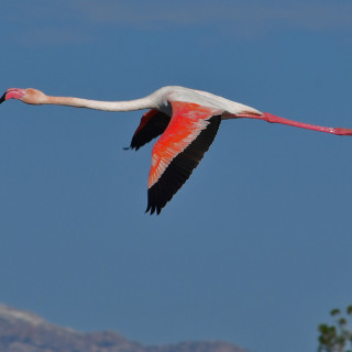 Ροζ φλαμίνγκο στο Ναύπλιο