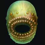 Ανακαλύφθηκε ο αρχαιότερος γνωστός πρόγονος του ανθρώπου