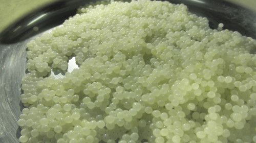 Σαλονικιό λευκό χαβιάρι από… σαλιγκάρια