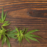 Με άλογα μεταφέρθηκαν 569 κιλά ινδικής κάνναβης και 4 κιλά χασισέλαιο, που κατασχέθηκαν στα σύνορα των Ιωαννίνων με την Αλβανία