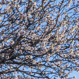 Της αμυγδαλιάς και μια σουμάδα!