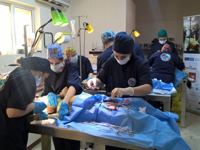 Οι καλύτεροι φίλοι των αδέσποτων είναι οι κτηνίατροι της ΕΔΚΕ