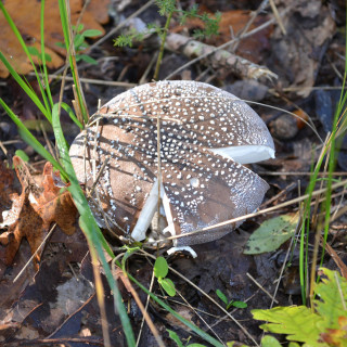Μια ελληνική εφαρμογή προβλέπει πού  (και πότε) θα φυτρώσουν μανιτάρια