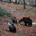 Ήρθε η άνοιξη, ξύπνησαν οι αρκούδες!