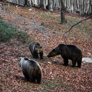 Τι κάνουν δύο αρκούδες στην πόλη της Καστοριάς; [Εικόνες]