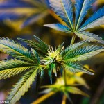 Το Μπουένος ‘Αιρες νομιμοποιεί την ιατρική χρήση κάνναβης