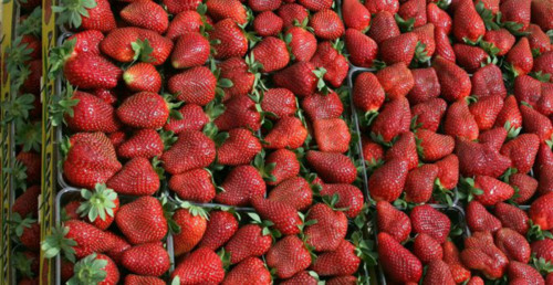 Καταδίκη της Ελλάδας από το Ευρωπαϊκό Δικαστήριο για τη Μανωλάδα