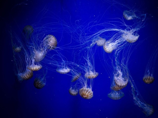 Το ισπανικό Oceanographic θέλει κι άλλες μέδουσες
