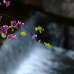 Υποχρεωτική αργία η Πρωτομαγιά