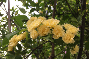 Το ρόδο της Λαίδης Μπανκς