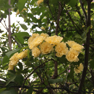 Το ρόδο της Λαίδης Μπανκς