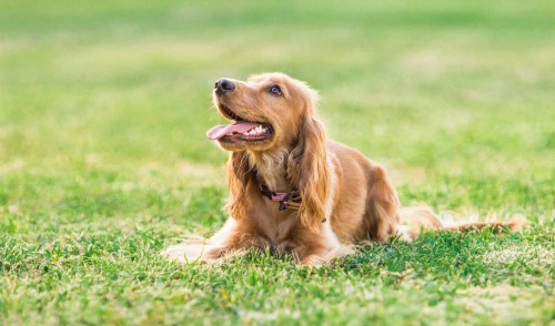 Η συγγνώμη των σκύλων