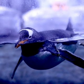 Ένας πιγκουίνος στο ενυδρείο της Κωνσταντινούπολης