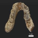 Πιθανότατα ο πρώτος άνθρωπος εμφανίστηκε στην Ελλάδα σύμφωνα με επιστημονικές έρευνες