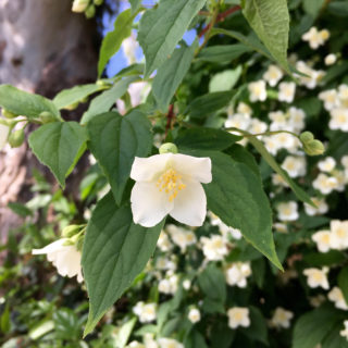 Ο φιλάδελφος