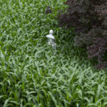 46.000 φυτά δημιουργούν έναν νέο σύμπαν στο Εθνικό Αστεροσκοπείο Αθηνών