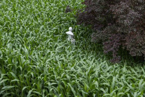 46.000 φυτά δημιουργούν έναν νέο σύμπαν στο Εθνικό Αστεροσκοπείο Αθηνών