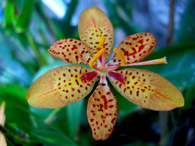 H ομορφιά ενός λεοπαρ κρίνου