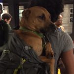 Η απαγόρευση δεν σταμάτησε τους Νεοϋρκέζους να βάλουν τα τεράστια σκυλιά τους στο μετρό (βίντεο)